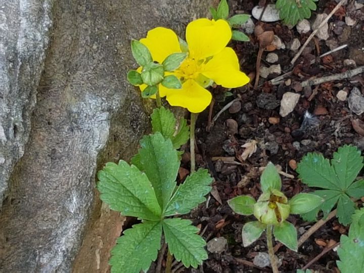 Specie di Potentilla: Potentilla reptans
